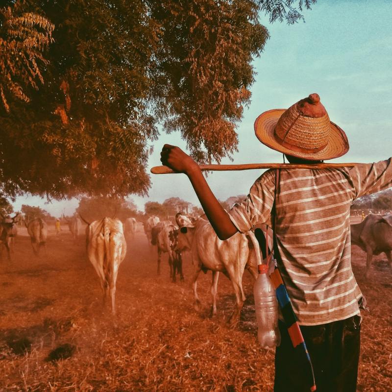 Fiction Fiesta: Hacked by herdsmen… – Chineye Ochem